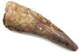 Fossil Spinosaurus Tooth - Real Dinosaur Tooth #381080-1